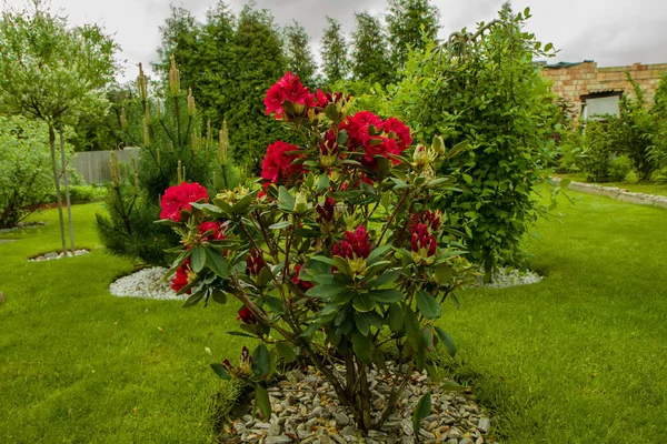 Vacker röd buske under våren — Stockfoto