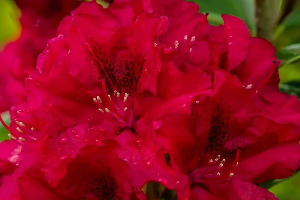 Red Rododendro — Stock Photo, Image