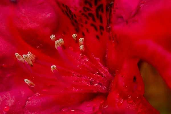 Macro Rododendro — Stock Photo, Image