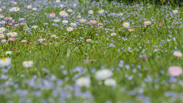 Meadow flowers — Stock Photo, Image