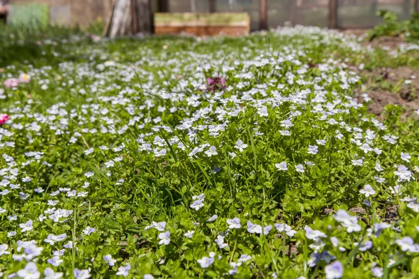 小さな草原の花マクロ — ストック写真
