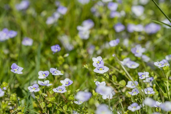 Flowers in close — Stock Photo, Image