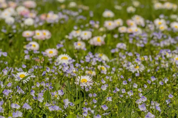 Nice small meadow flowers macro — Stock Photo, Image