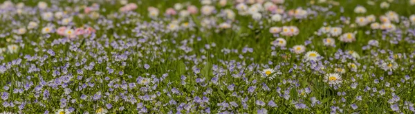 パノラマ草原の花 — ストック写真