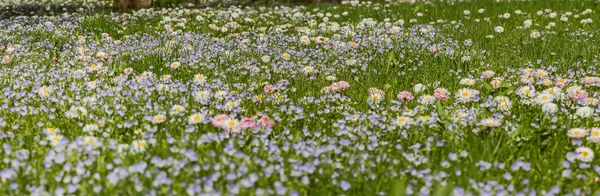 花のパノラマ — ストック写真