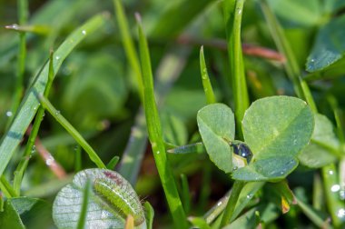 Helmint çimenlerin üzerinde