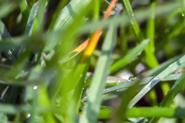 Rain drop on grass — Stock Photo, Image