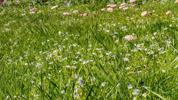 Gras im Mai — Stockfoto