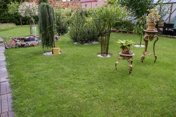 Trädgård med växter — Stockfoto