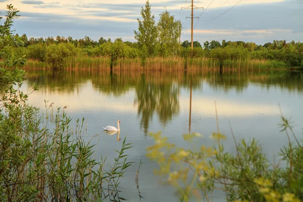 Swan — Stock Photo, Image