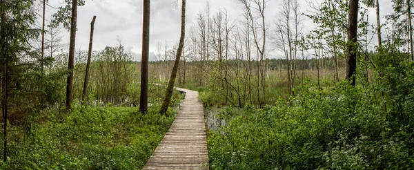 Swamp panorama — Stock Photo, Image