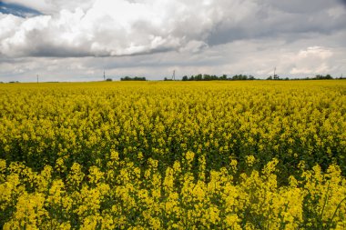 Litvanya'nın tecavüz