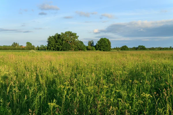 Mooie weide — Stockfoto