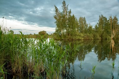 Göl kenarında bitkiler