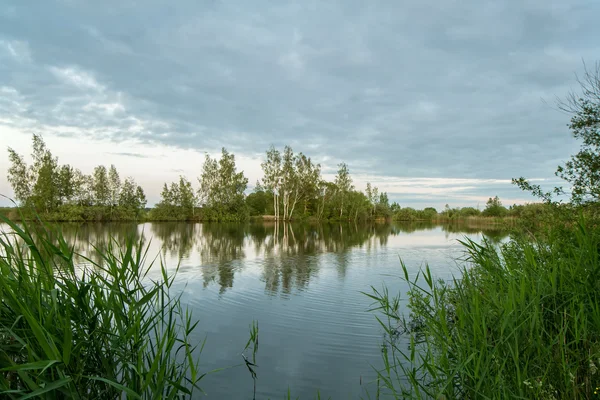 Trees by the lake in summer — Stock Photo, Image