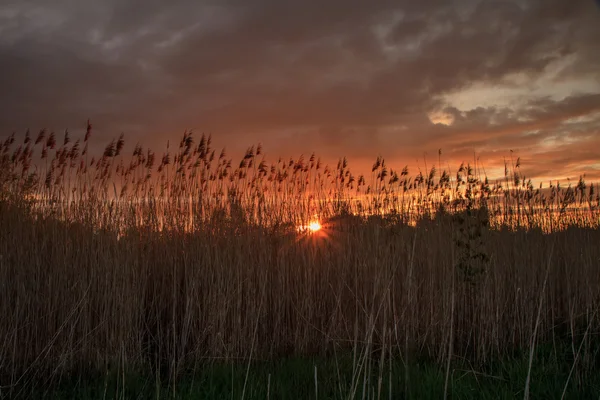 Cañas al atardecer — Foto de Stock