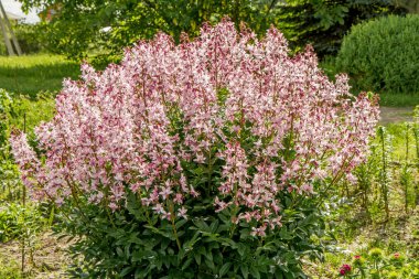 Fraxinella