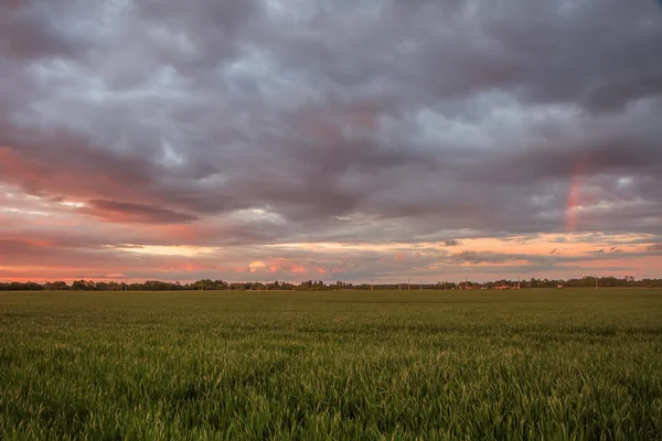 Nice pšeničné pole — Stock fotografie