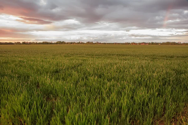 Gelbweizenfeld — Stockfoto