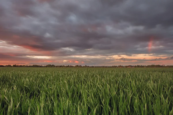 Weizenfeld vor der Ernte — Stockfoto