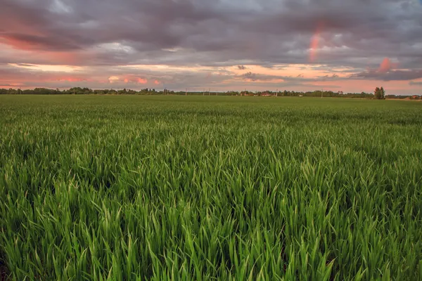 Weizenfeld mit Regenbogen — Stockfoto