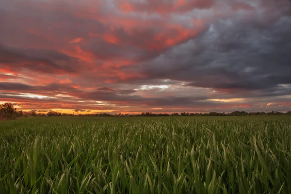 Pšeničné pole v červené skay — Stock fotografie