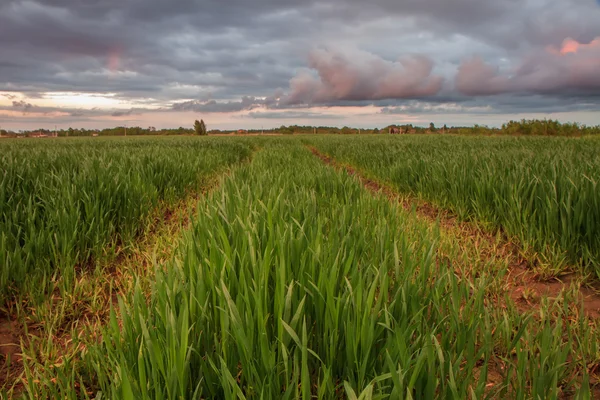 Cáncer en el campo de trigo —  Fotos de Stock