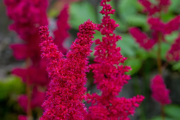 Red beauty of flowers — Stock Photo, Image