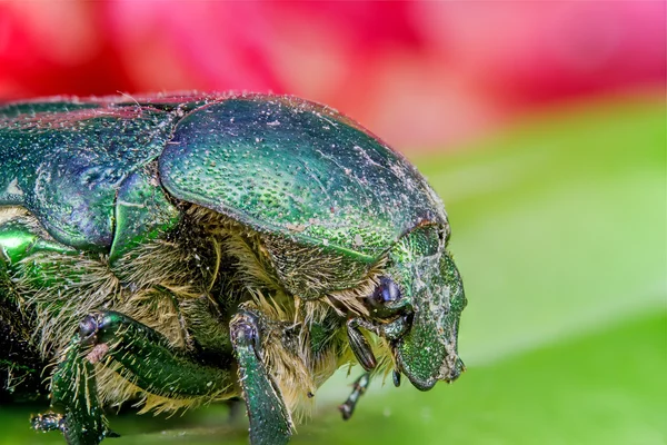 Beetles — Stock Photo, Image