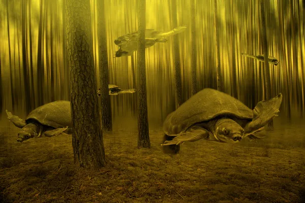 Schildkrötenschwimmen — Stockfoto