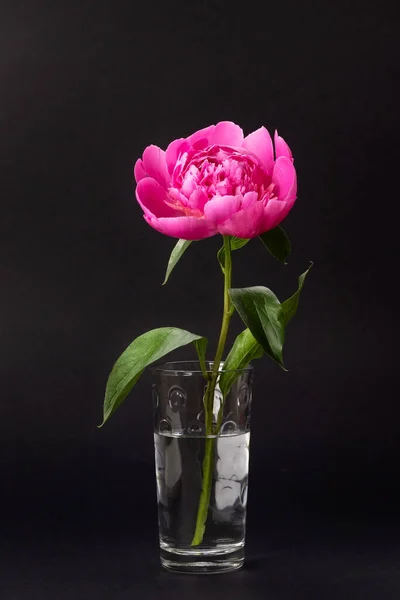 Różowa piwonia w szklanym wazonie — Zdjęcie stockowe