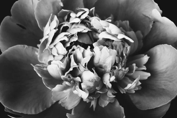 Primer plano de Peony. Foto en blanco y negro — Foto de Stock