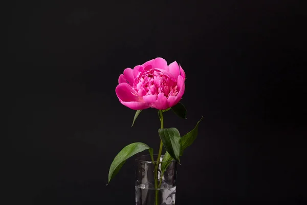 Peônia rosa em vaso de vidro — Fotografia de Stock