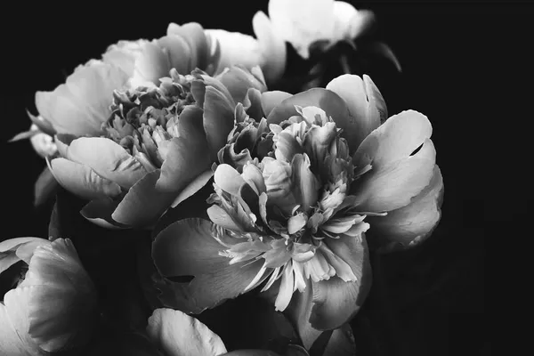 牡丹の花束。白黒写真 — ストック写真