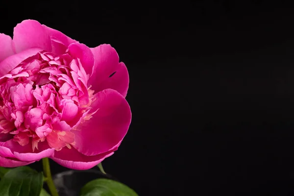 Różowy piwonia na czarny tło — Zdjęcie stockowe