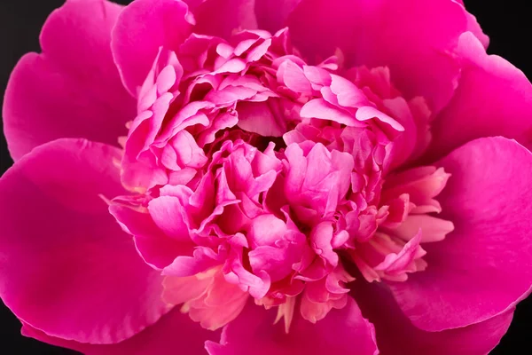 Różowe Zbliżenie Piwonii Projekt Karty Kwiatowej — Zdjęcie stockowe