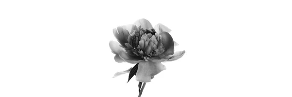 Őszibarack Egy Fehér Alapon Izolált Üvegvázában Fekete Fehér Fotó Virágos — Stock Fotó