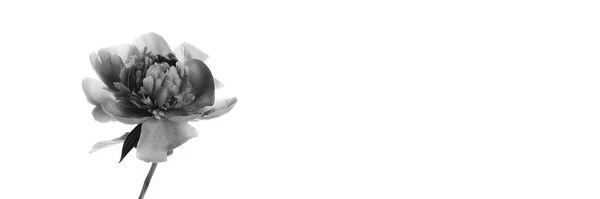 Pfingstrose Einer Glasvase Isoliert Auf Weißem Hintergrund Schwarz Weiß Foto — Stockfoto