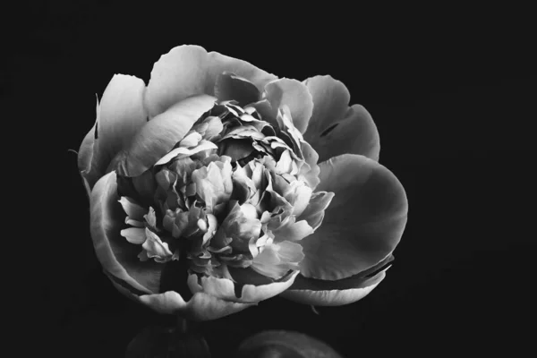 Hermosa Exuberante Peonía Primer Plano Foto Blanco Negro Tarjeta Floral — Foto de Stock