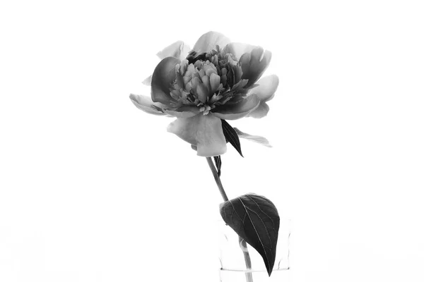 Peonia in vaso di vetro. Foto in bianco e nero — Foto Stock