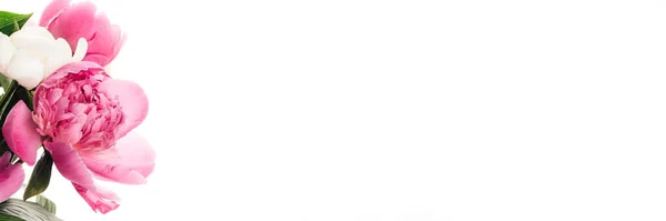 Buquê Peônias Rosa Closeup Isolado Fundo Branco Com Espaço Cópia — Fotografia de Stock
