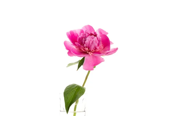 Różowy Piwonia Szklanym Wazonie Izolowane Białym Tle Projekt Karty Kwiatowej — Zdjęcie stockowe