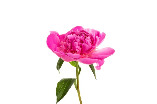 Peonia rosa isolata su bianco — Foto Stock