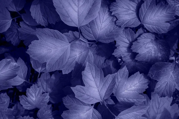 Violet blue leaves background Royalty Free Stock Images