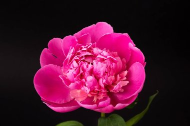 Siyah arka planda pembe şakayık resmi. Çiçekli kart tasarımı. Seçici odak