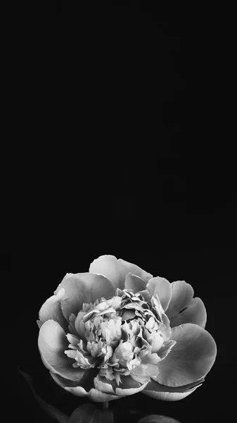 สวยงามดอกโบต นเข ยวชอ ดลอกแบนเนอร แนวต ายขาวด ตรดอกไม ออกแบบโปสเตอร อกโฟก — ภาพถ่ายสต็อก