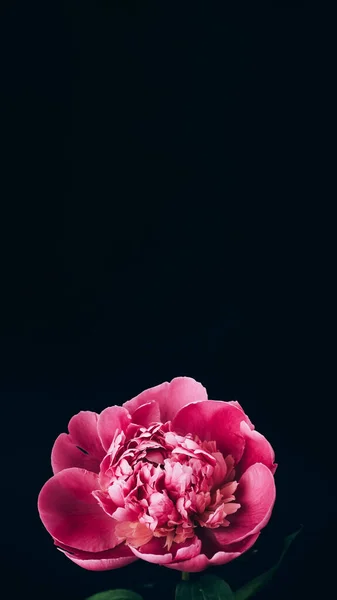 Primer Plano Peonía Rosa Sobre Fondo Negro Con Pancarta Vertical —  Fotos de Stock