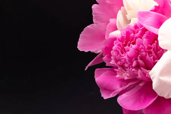 Bukiet różowe i białe Peonie — Zdjęcie stockowe