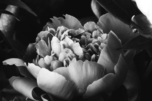 Schöner Üppiger Strauß Von Pfingstrosen Schwarz Weiß Foto Florale Karte — Stockfoto