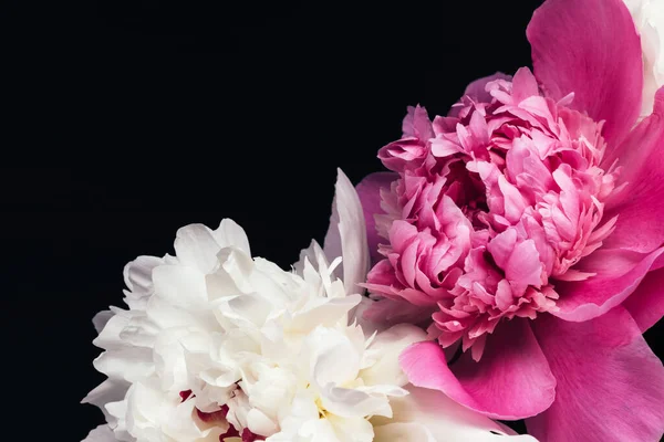 Bouquet Exuberante Peônias Rosa Branco Sobre Fundo Preto Design Cartão — Fotografia de Stock